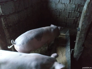 Vand suldani  - imagine 4 Vand suldani  - imagine 4