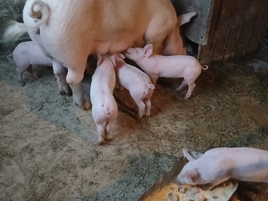 Purcei de vanzare fo - imagine 5