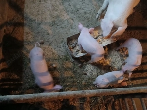 Purcei de vanzare fo - imagine 4