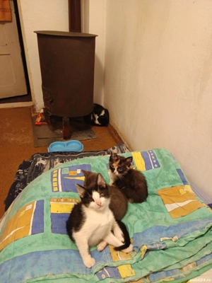 donez pui de pisica  - imagine 3