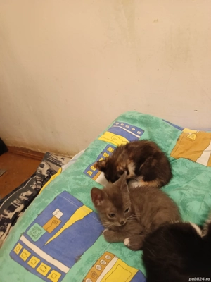 donez pui de pisica  - imagine 4