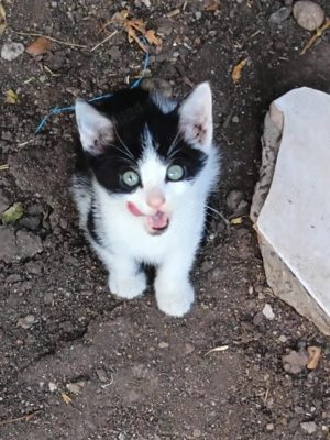 Puiuti de pisica - imagine 2 Puiuti de pisica - imagine 2