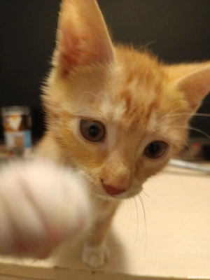 donez pui de pisica  - imagine 2