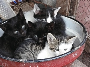 Puiuti de pisica - imagine 3 Puiuti de pisica - imagine 3