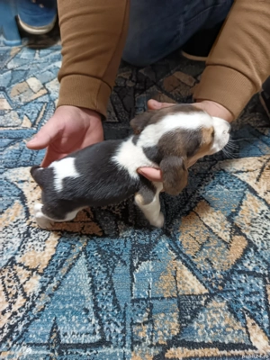 catea beagle pedigri