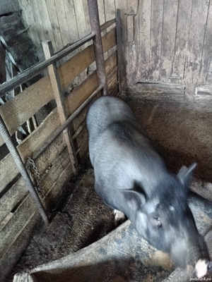 Porci vietnamezi - imagine 2