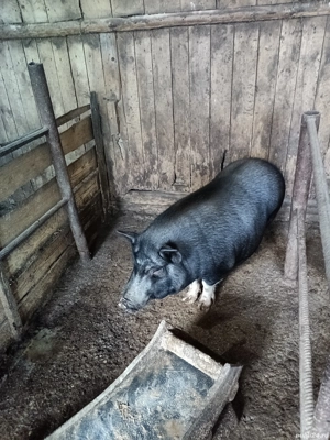 Porci vietnamezi - imagine 3