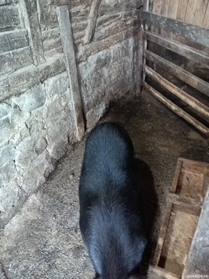 Porci vietnamezi - imagine 4