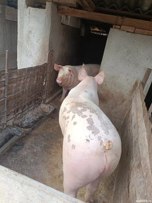 vând porc pentru Crăciun 