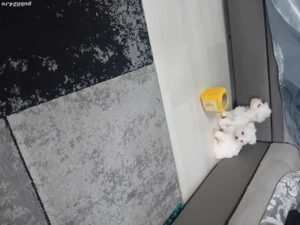 Bichoni Maltezi - imagine 2