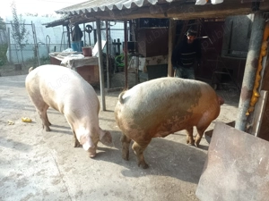 Porci de carne rasa landrace cu duroc. 340 kg. In Cioroboreni Mehedinți tel.    - imagine 2