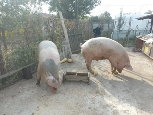 Porci de carne rasa landrace cu duroc. 340 kg. In Cioroboreni Mehedinți tel.    - imagine 3