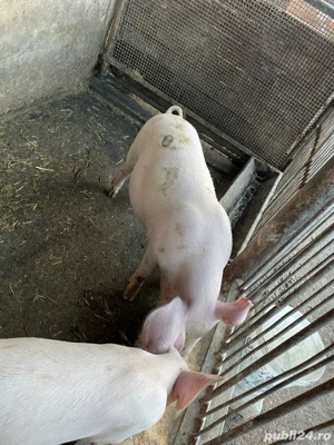 vand soldani  - imagine 3 vand soldani  - imagine 3