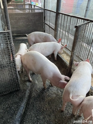 vand soldani  - imagine 4 vand soldani  - imagine 4