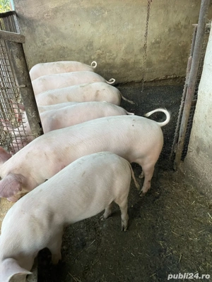 vand soldani  - imagine 5 vand soldani  - imagine 5