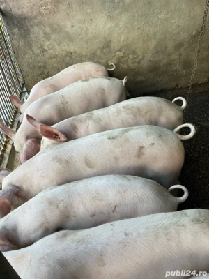 vand soldani  - imagine 2 vand soldani  - imagine 2