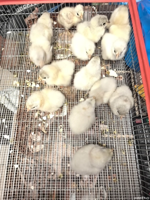 Puișori Australorp splash 