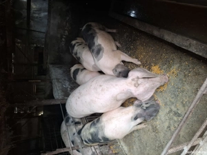 porcii de vânzare pentru Crăciun se poate rezerva 