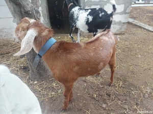 Tap anglonubian de vanzare