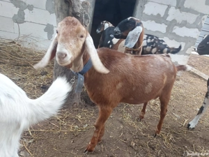 Tap anglonubian de vanzare - imagine 4 Tap anglonubian de vanzare - imagine 4