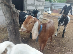 Tap anglonubian de vanzare - imagine 2 Tap anglonubian de vanzare - imagine 2