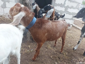 Tap anglonubian de vanzare - imagine 3 Tap anglonubian de vanzare - imagine 3