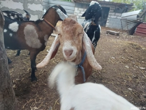 Tap anglonubian de vanzare - imagine 5 Tap anglonubian de vanzare - imagine 5