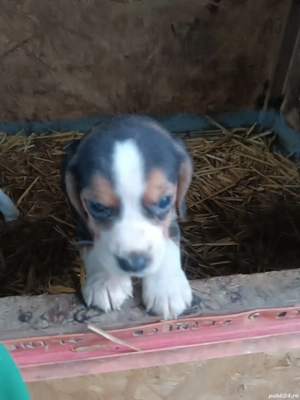 Catei beagle tricolor - imagine 2