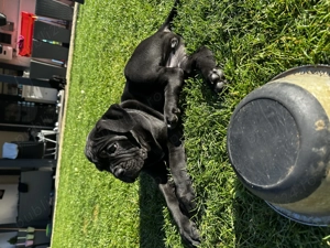 femele cane corso