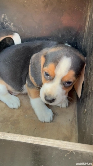 Catei beagle tricolor - imagine 4