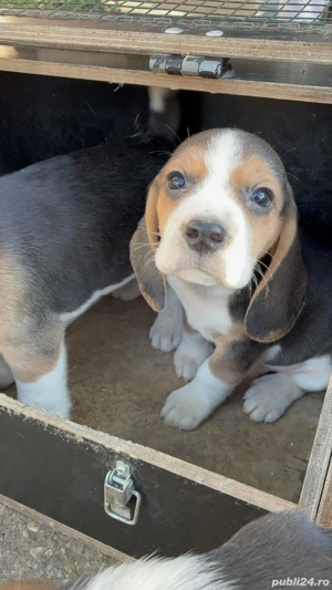 Catei beagle tricolor