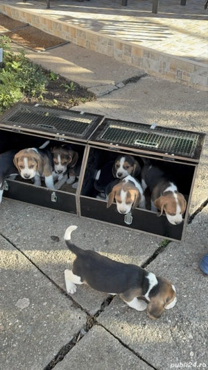 Catei beagle tricolor - imagine 3