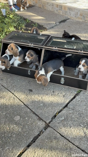 Catei beagle tricolor - imagine 5