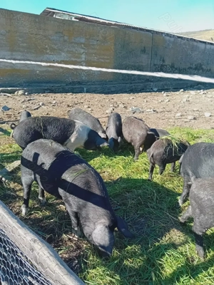 Purcei bazna - imagine 2