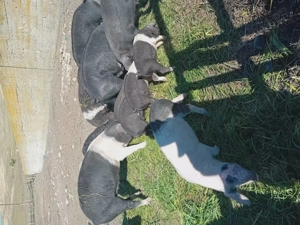 Purcei bazna - imagine 3