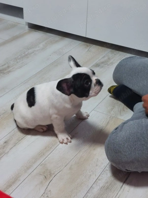 Pui bulldog francez  - imagine 3 Pui bulldog francez  - imagine 3