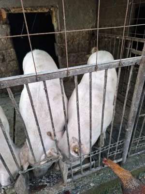 vand porci - imagine 2