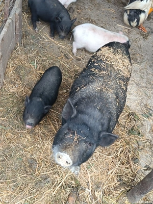 vand sau schimb scroafă vietnamez cu purcei