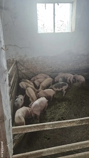 de vanzare 17 purcei 