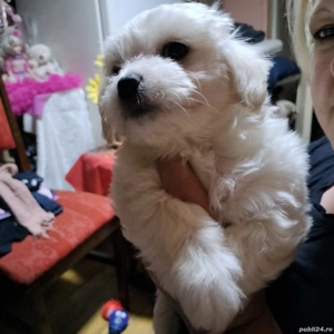 2 fetițe bichon maltez  - imagine 2 2 fetițe bichon maltez  - imagine 2