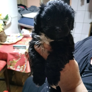 2 fetițe bichon maltez 