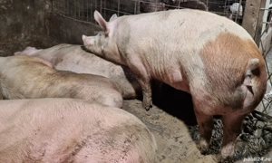 porc de carne pentru sacrificat 355 kg
