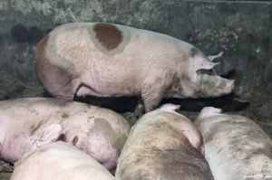 porc de carne pentru sacrificat 355 kg - imagine 2