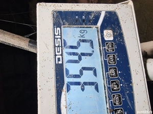 porc de carne pentru sacrificat 355 kg - imagine 3