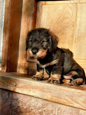 Catel Teckel sarmos - imagine 4 Catel Teckel sarmos - imagine 4