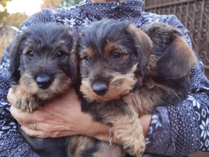 Catel Teckel sarmos - imagine 2 Catel Teckel sarmos - imagine 2