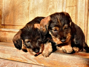 Catel Teckel sarmos - imagine 3 Catel Teckel sarmos - imagine 3