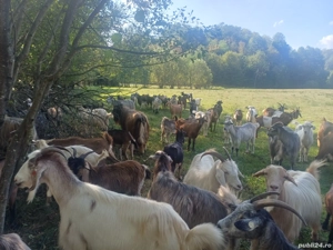 vand capre foarte bune - imagine 2