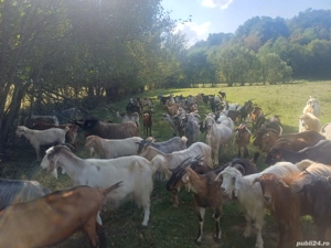 vand capre foarte bune - imagine 3