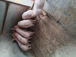 Vand grasuni 25-30kg 350 lei buc